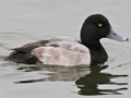 Greater Scaup